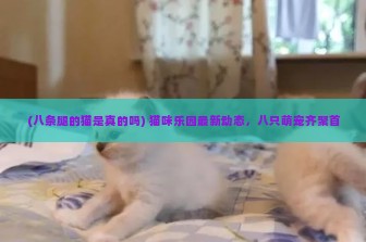 (八条腿的猫是真的吗) 猫咪乐园最新动态，八只萌宠齐聚首